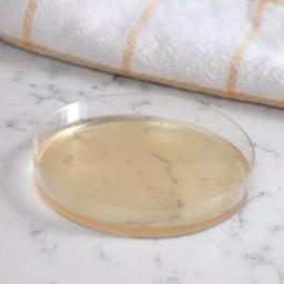 MOLD ARMOR Do It Yourself Mold Test Kit - Indoor Air Quality & Surface Sampling thumbnail 7