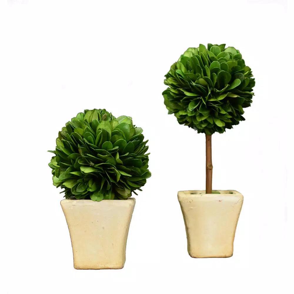 Unbranded Mini Preserved Boxwood Topiary Set (2-Piece) in White Washed Terracotta Pots
