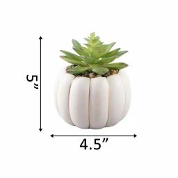 Flora Bunda 5 in. Fall Harvest Artificial Green Succulent in Cream Ceramic Pumpkin Pot with Gold Line thumbnail 2