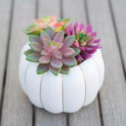 Flora Bunda 8 in. Fall Harvest Artificial Succulent Arrangement in Cream Pumpkin Pot with Gold Accents thumbnail 4