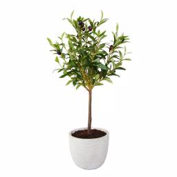 Flora Bunda 28 in. Faux Olive Tree in Gray Cement Pot thumbnail 1