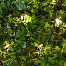 Home Accents Holiday 4 ft. x 6 ft. 150 LED Warm White Mini Net Lights, Constant On thumbnail 5