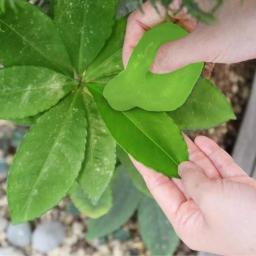 Cyber Clean LeafCare Indoor Plant Cleaner & Nourishment - 5.64 oz thumbnail 3
