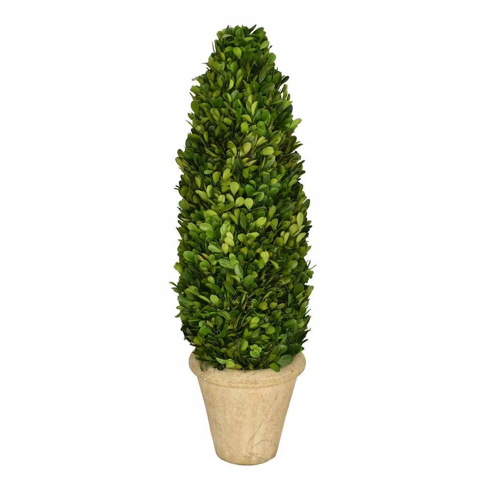 Unbranded 25 in. Preserved Boxwood Cone Topiary in White Washed Terracotta Stone Pot