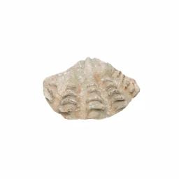 3R Studios Coastal Style Shell Shaped Ceramic Figurine - Gray Decorative Dish thumbnail 2