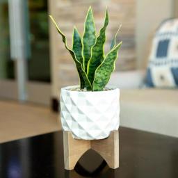 Flora Bunda 12.5 in. Faux Snake Plant in White Dimple Pattern Ceramic Pot with Wood Stand thumbnail 3
