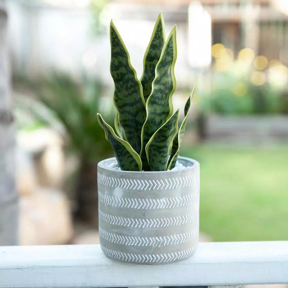 Flora Bunda 12 in. Faux Snake Plant in 4.75 in. Arrow Pattern Cement Planter