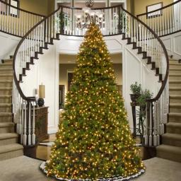 National Tree Company 14 ft. Feel Real Downswept Douglas Fir Artificial Christmas Tree with 1600 Dual Color LED Lights thumbnail 2