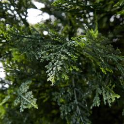 Pure Garden 60 in. Artificial Cedar Topiary with Pot thumbnail 3