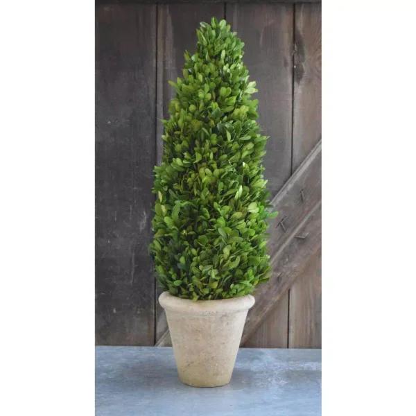 Unbranded 25 in. Preserved Boxwood Cone Topiary in White Washed Terracotta Stone Pot
