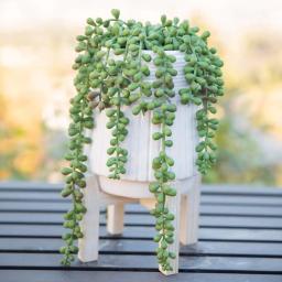 Flora Bunda 10 in. Faux Donkey Tail Succulent in White Ceramic Planter with Wood Stand thumbnail 3