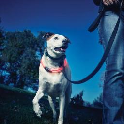 Nite Ize NiteHowl LED Safety Necklace for Dogs, Red, Adjustable 12-27 in. thumbnail 5