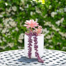 Flora Bunda 11.5 in. Pink Artificial Succulent in 5 in. White Greco Ceramic Pot thumbnail 3