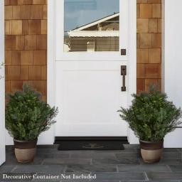Pure Garden 26 in. Artificial Cedar Topiary with 9 in. Planter Pot thumbnail 4