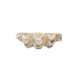 3R Studios Coastal Style Shell Shaped Ceramic Figurine - Gray Decorative Dish thumbnail 4